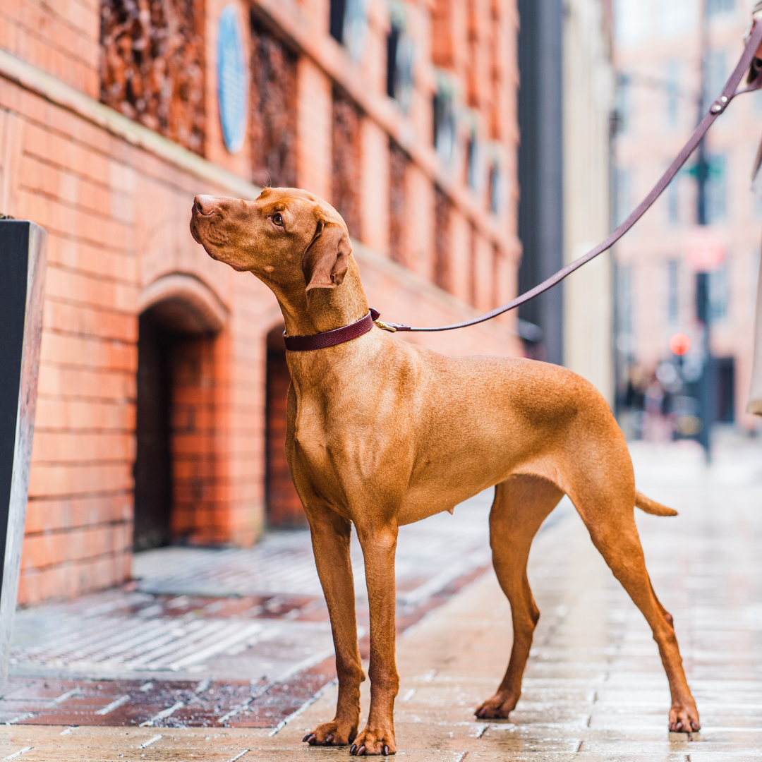 Burgundy Leather Dog Collar and Burgundy Leather Dog Lead