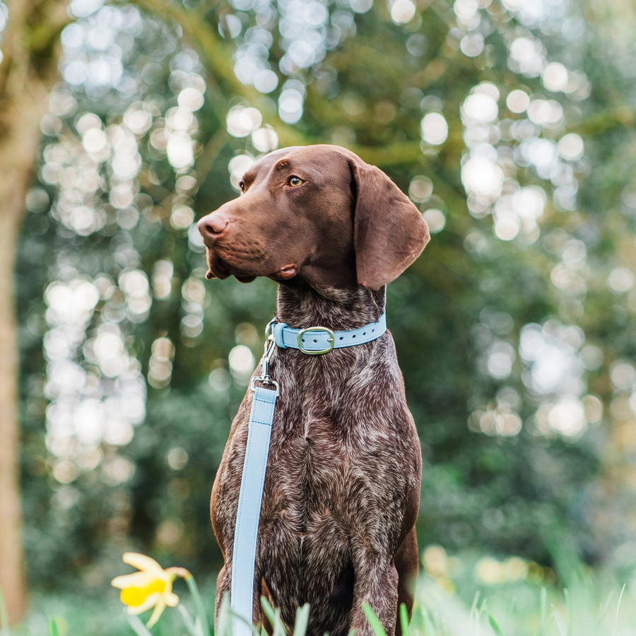 Signature Two-Tone Luxury Leather Dog Collar - 'Powder Blue' – PENNYWOLF