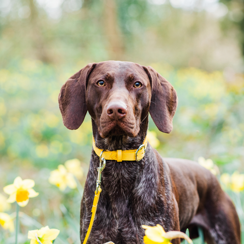 Yellow Leather Dog Collar and Yellow Leather Dog Lead