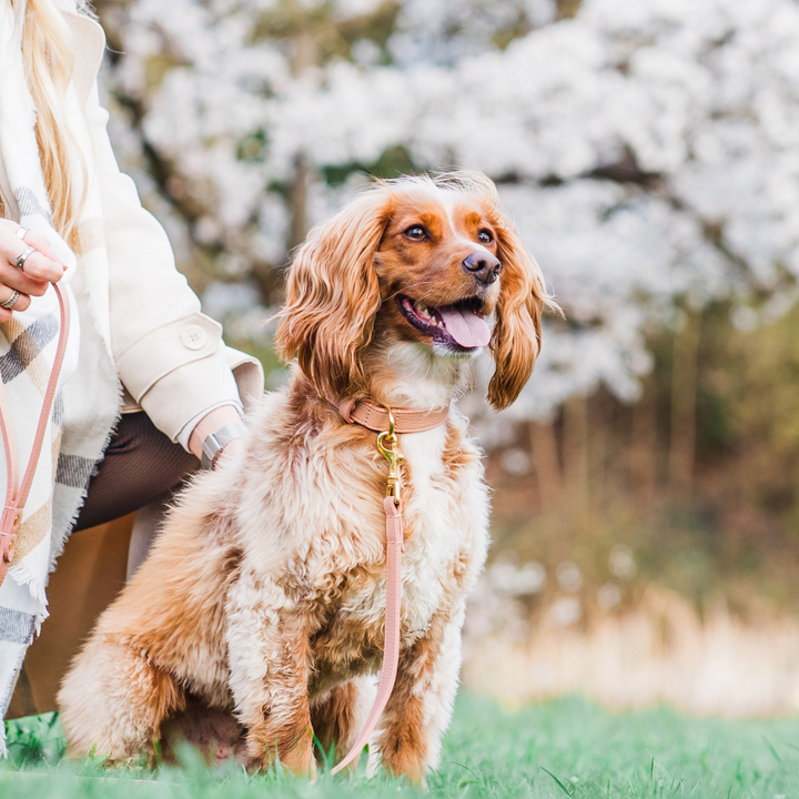Pink Leather Dog Collar and Pink Leather Dog Lead