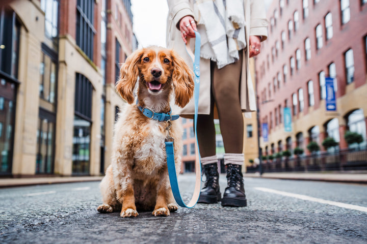 Blue Leather Dog Collar and Blue Leather Dog Lead