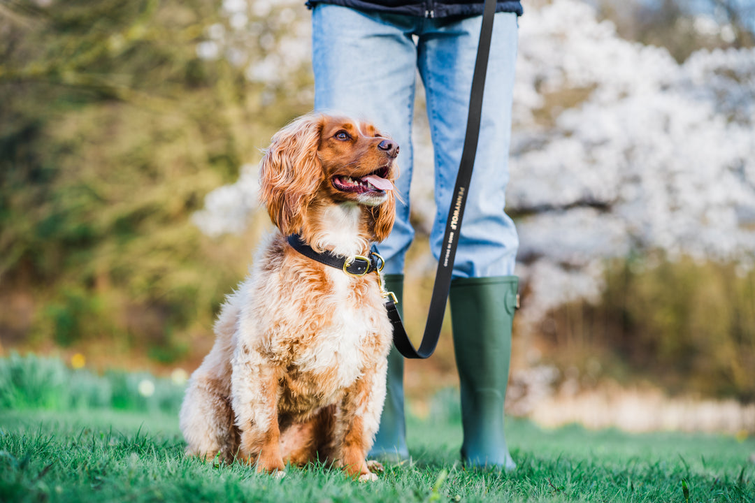 Black Leather Dog Collar and Black Leather Dog Lead