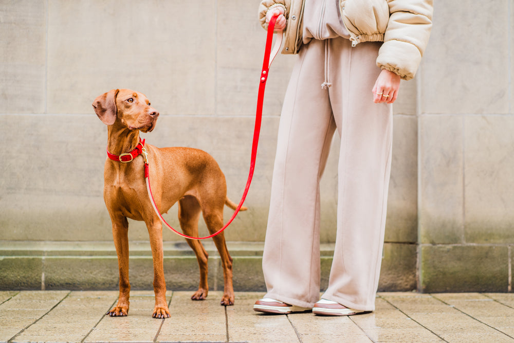 Red Leather Dog Collar and Red Leather Dog Lead