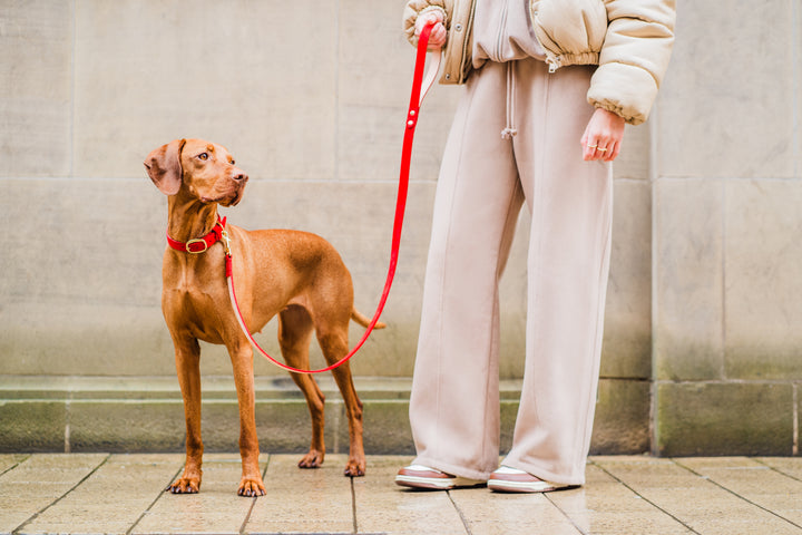 Red Leather Dog Collar and Red Leather Dog Lead