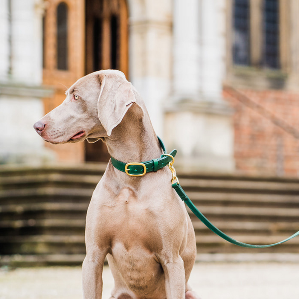 Green Leather Dog Collar and Green Leather Dog Lead