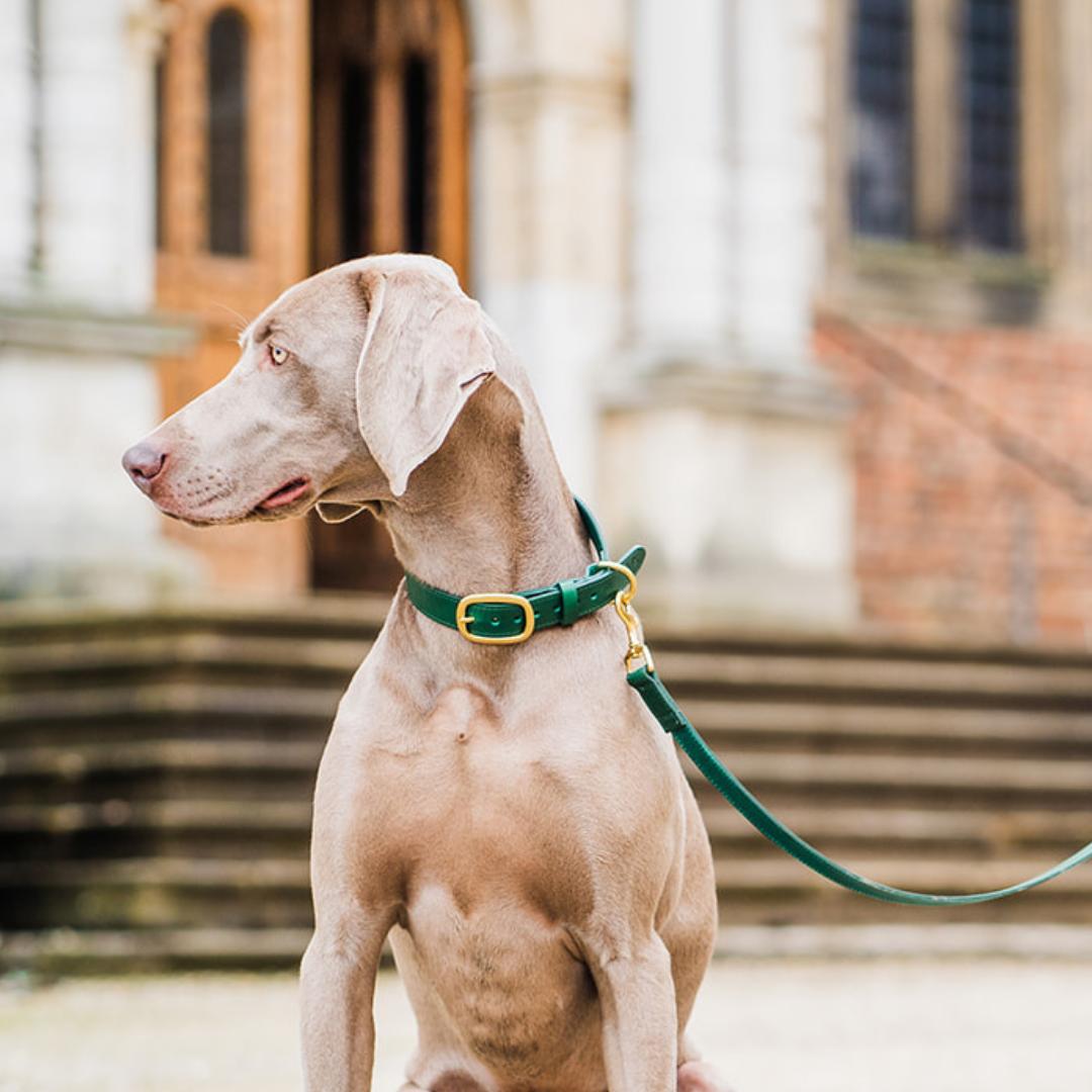 Green Leather Dog Collar and Green Leather Dog Lead
