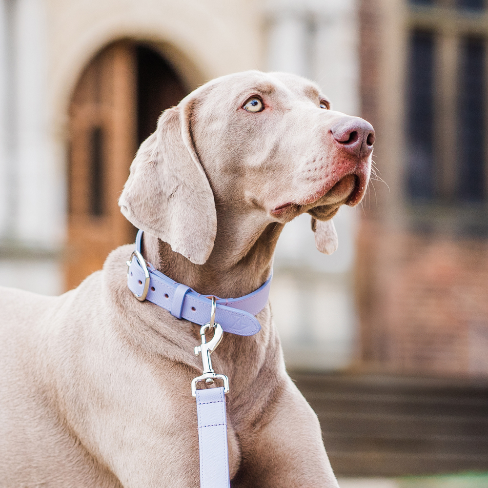 Lilac Leather Dog Collar and Lilac Leather Dog Lead